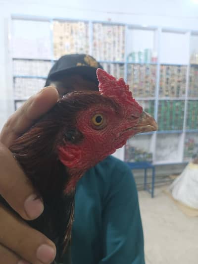 Aseel bangam  breed
