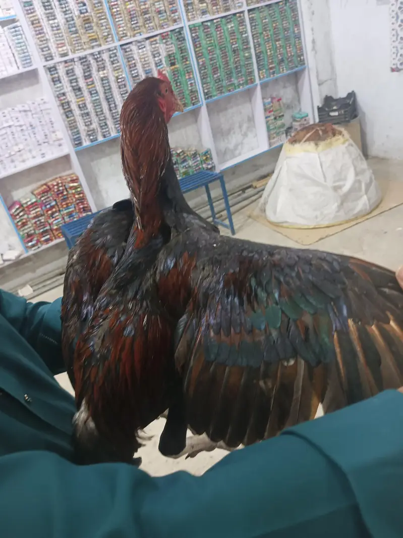 Aseel bangam  breed — photo 2