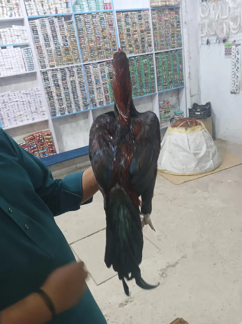 Aseel bangam  breed — photo 3