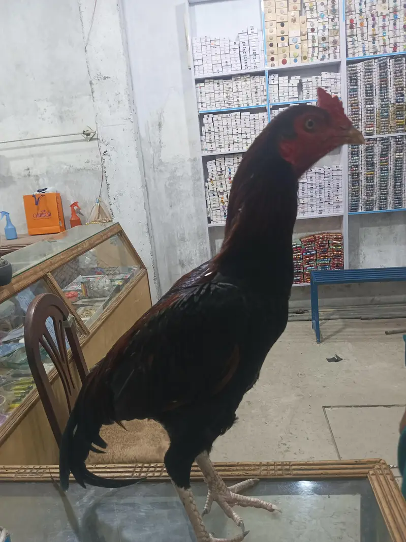 Aseel bangam  breed — photo 4