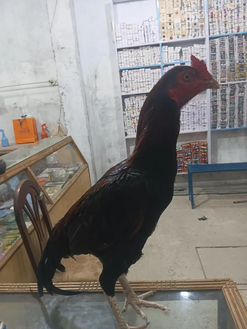 Aseel bangam  breed — photo 5