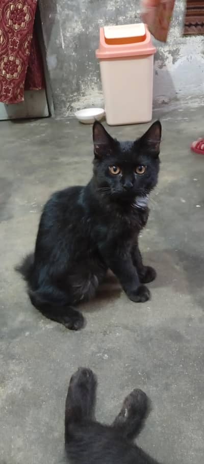 Persian cat kittens