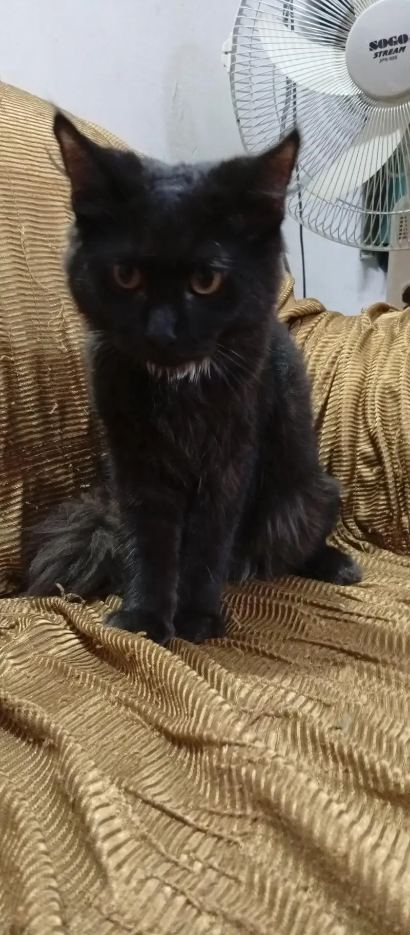 Persian cat kittens — photo 2