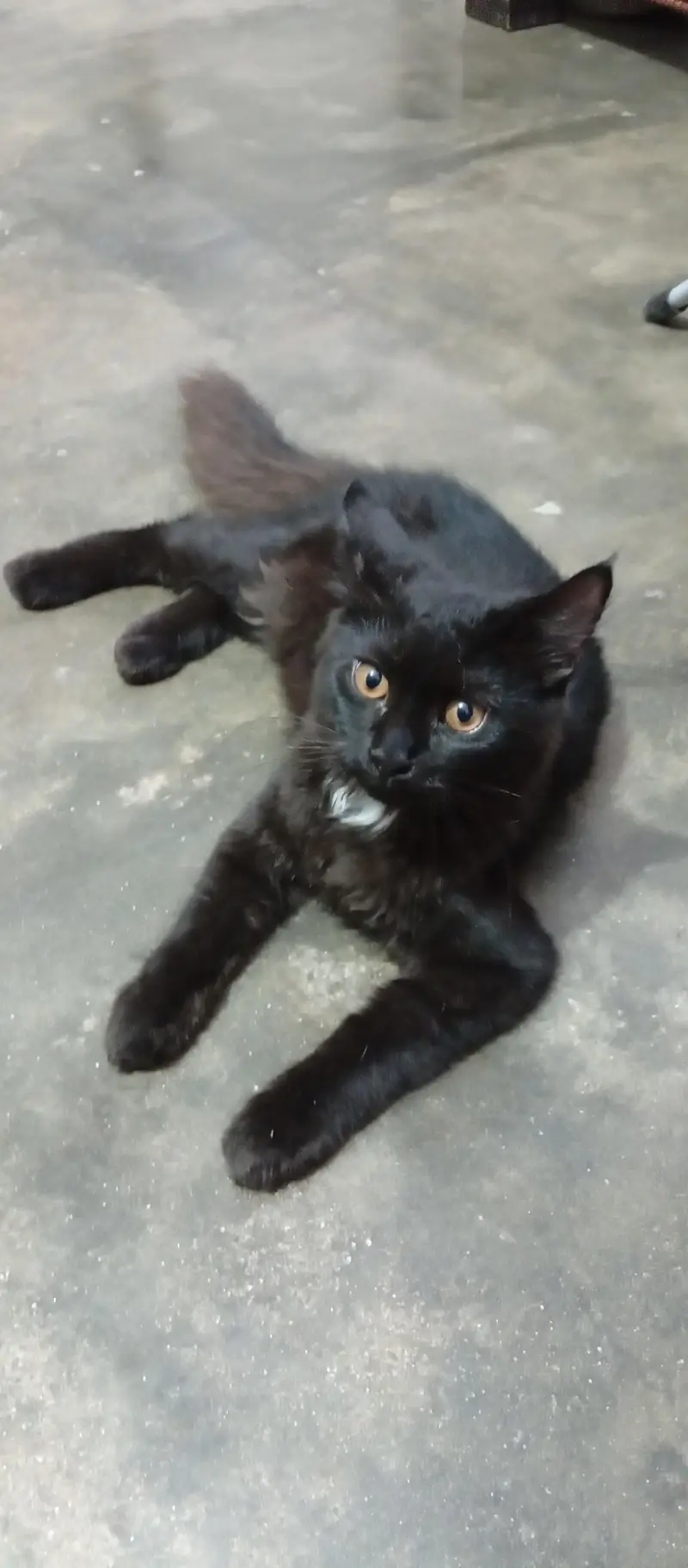 Persian cat kittens — photo 3