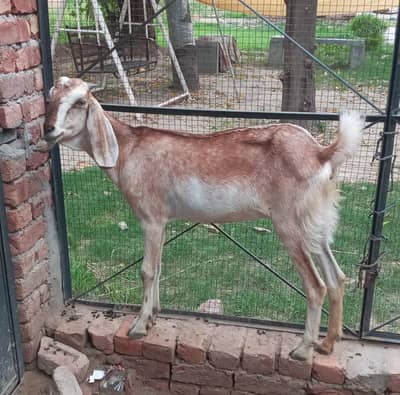 Light Brown Nagra Desi Path 0321.6665792