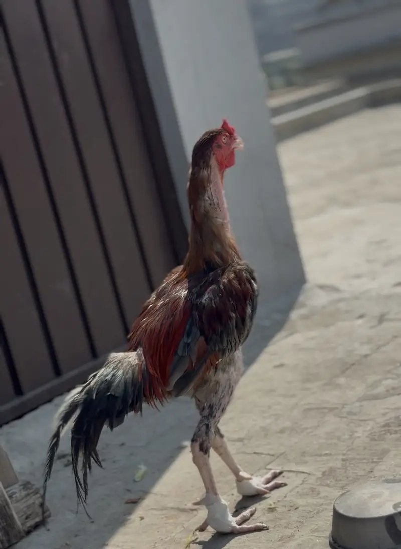 Pakistani Aseel Breeder Line Murgha – Healthy & Active — photo 2