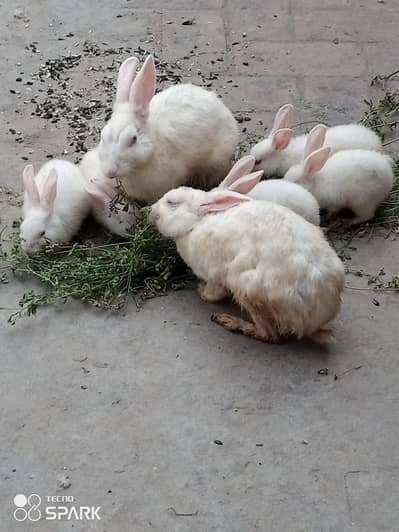 one breeder pair and one breeder male and all kids number 03117246019