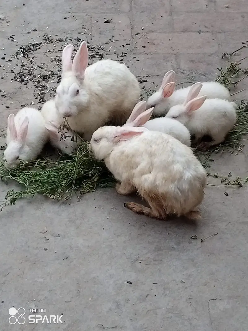one breeder pair and one breeder male and all kids number 03117246019 — photo 2
