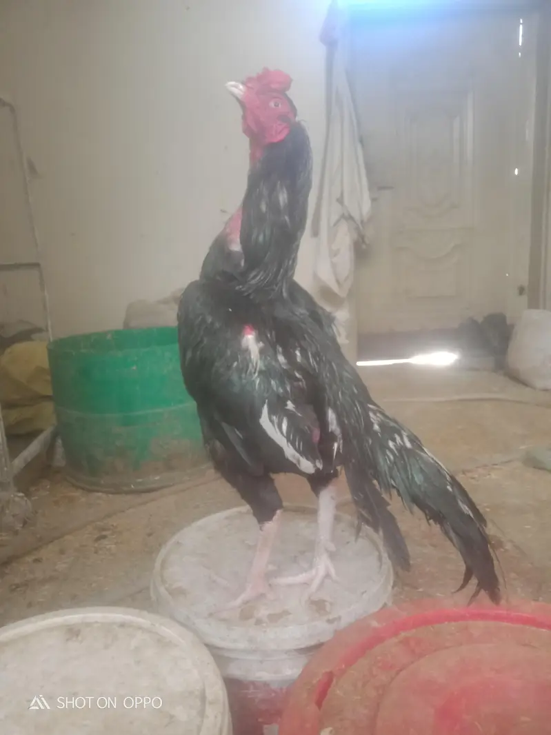 aseel lassani home — photo 2