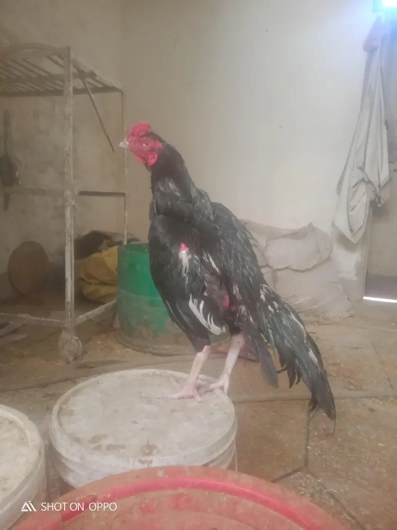 aseel lassani home — photo 3