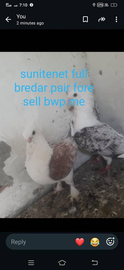2 pair forr sell hai all okay 100 prsent bredar. 0.30. 2.7. 8.4. 8.9. 6.2