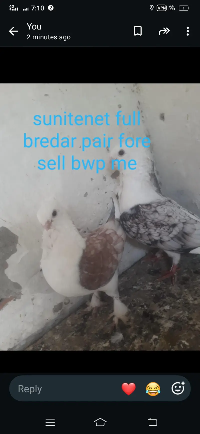2 pair forr sell hai all okay 100 prsent bredar. 0.30. 2.7. 8.4. 8.9. 6.2 — photo 2