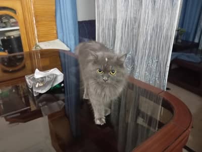 Persian cat