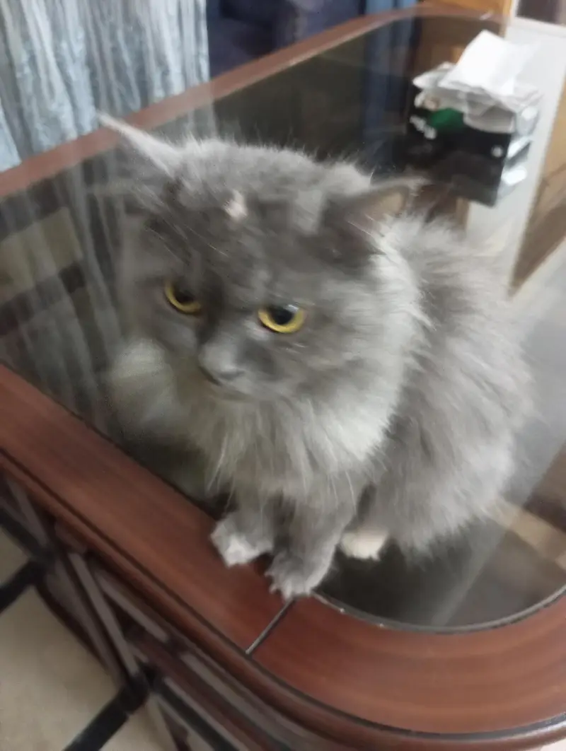 Persian cat — photo 2