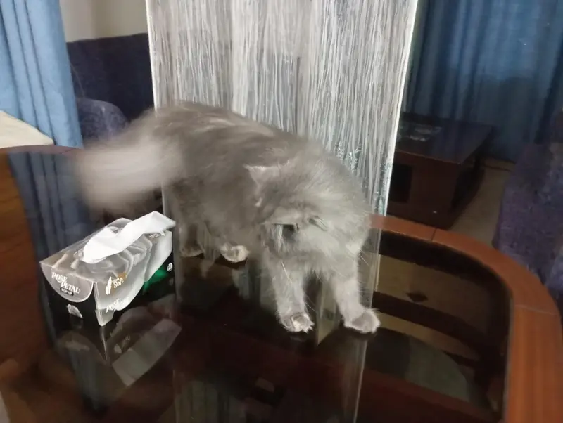 Persian cat — photo 3