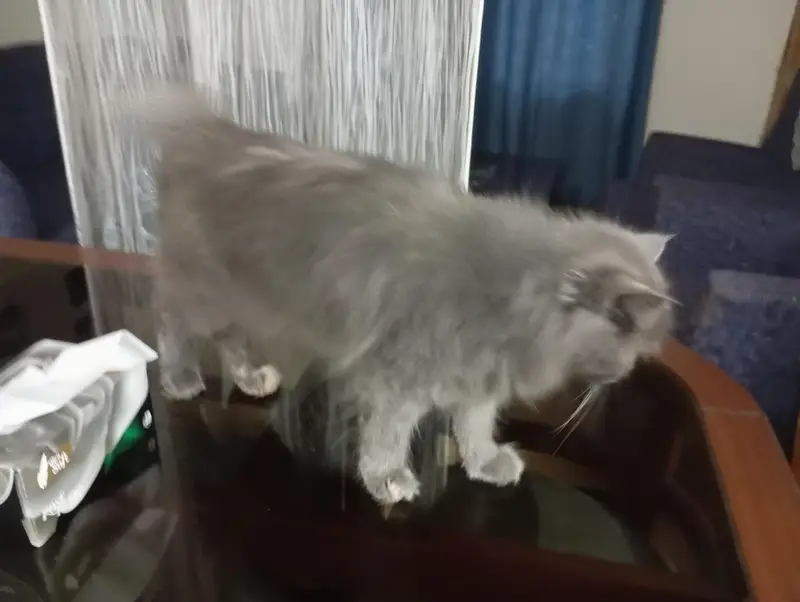Persian cat — photo 4