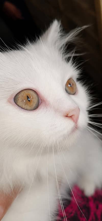 Persian Cat