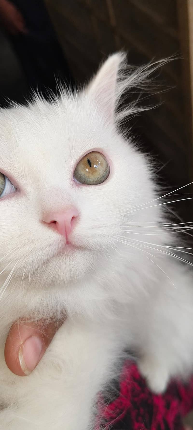 Persian Cat 1