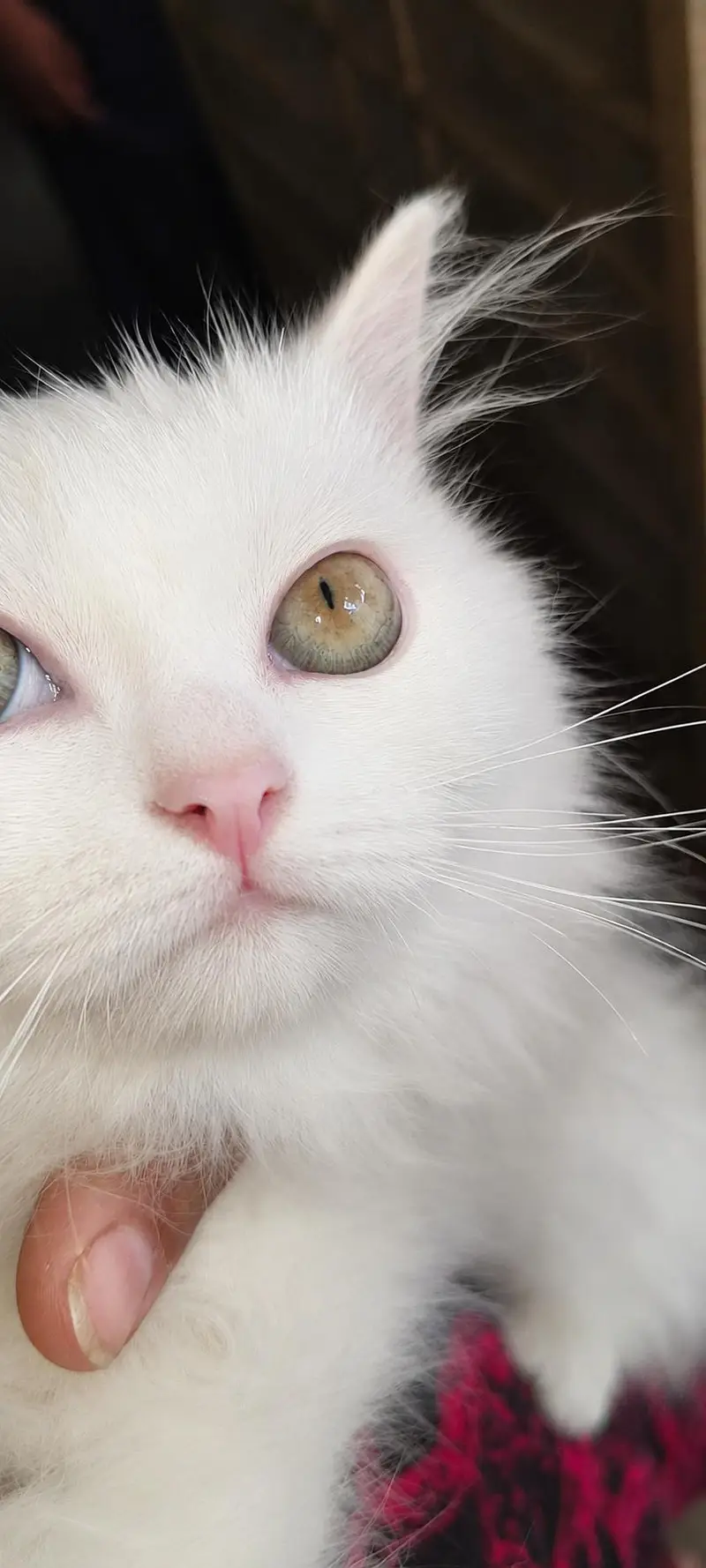 Persian Cat — photo 2