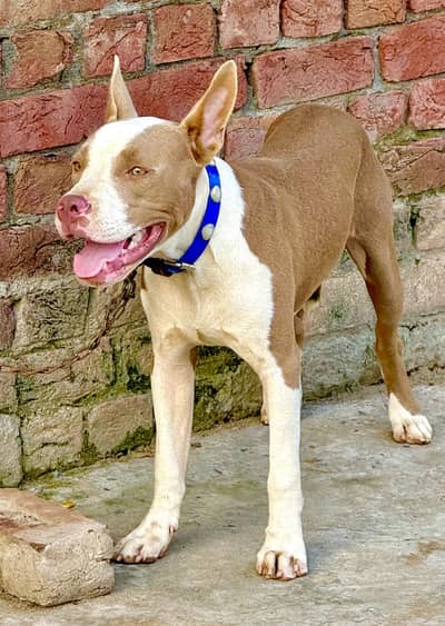 Male Pit Bull Dog for Sale – 7 Months Old (if it’s male)