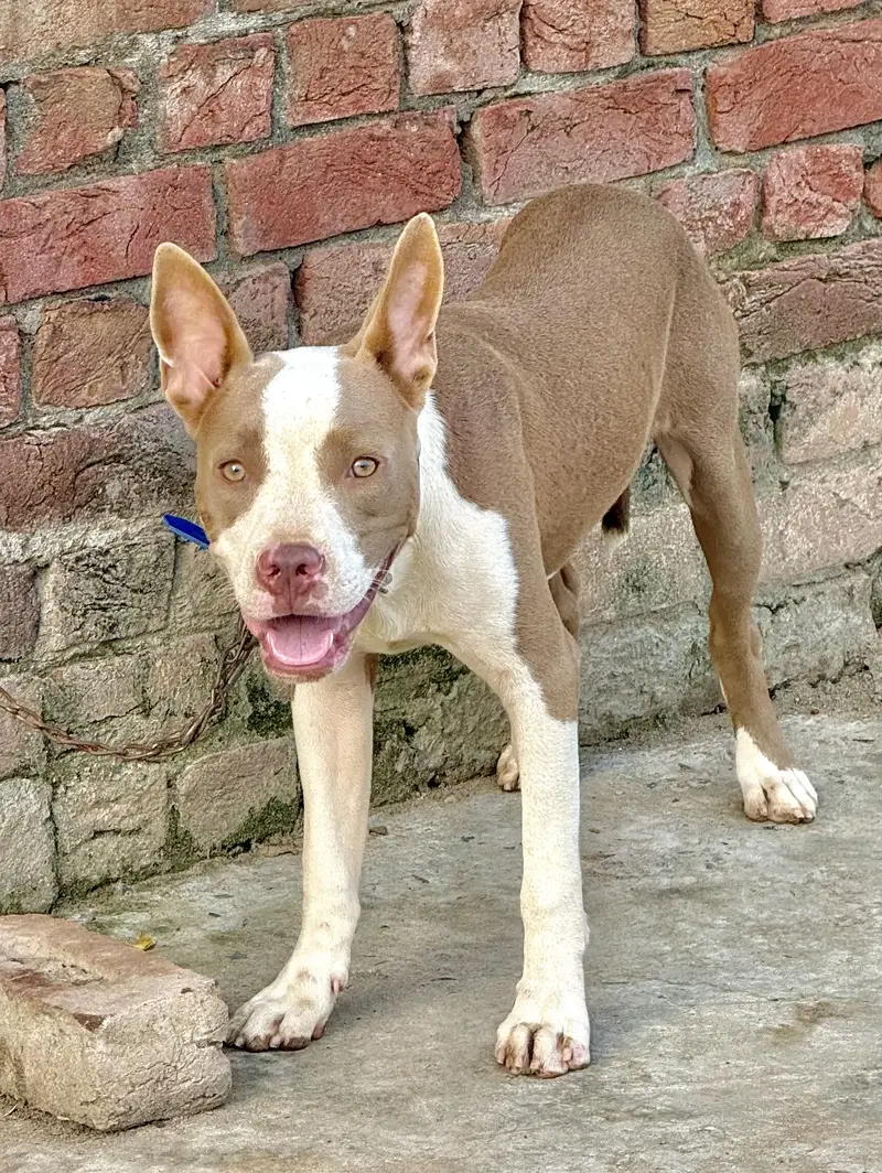 Male Pit Bull Dog for Sale – 7 Months Old (if it’s male) — photo 2
