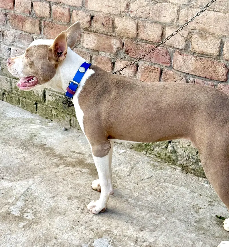 Male Pit Bull Dog for Sale – 7 Months Old (if it’s male) — photo 3