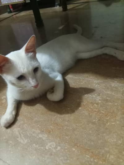 female Persian cat for sale