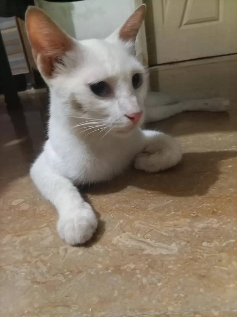 female Persian cat for sale — photo 2