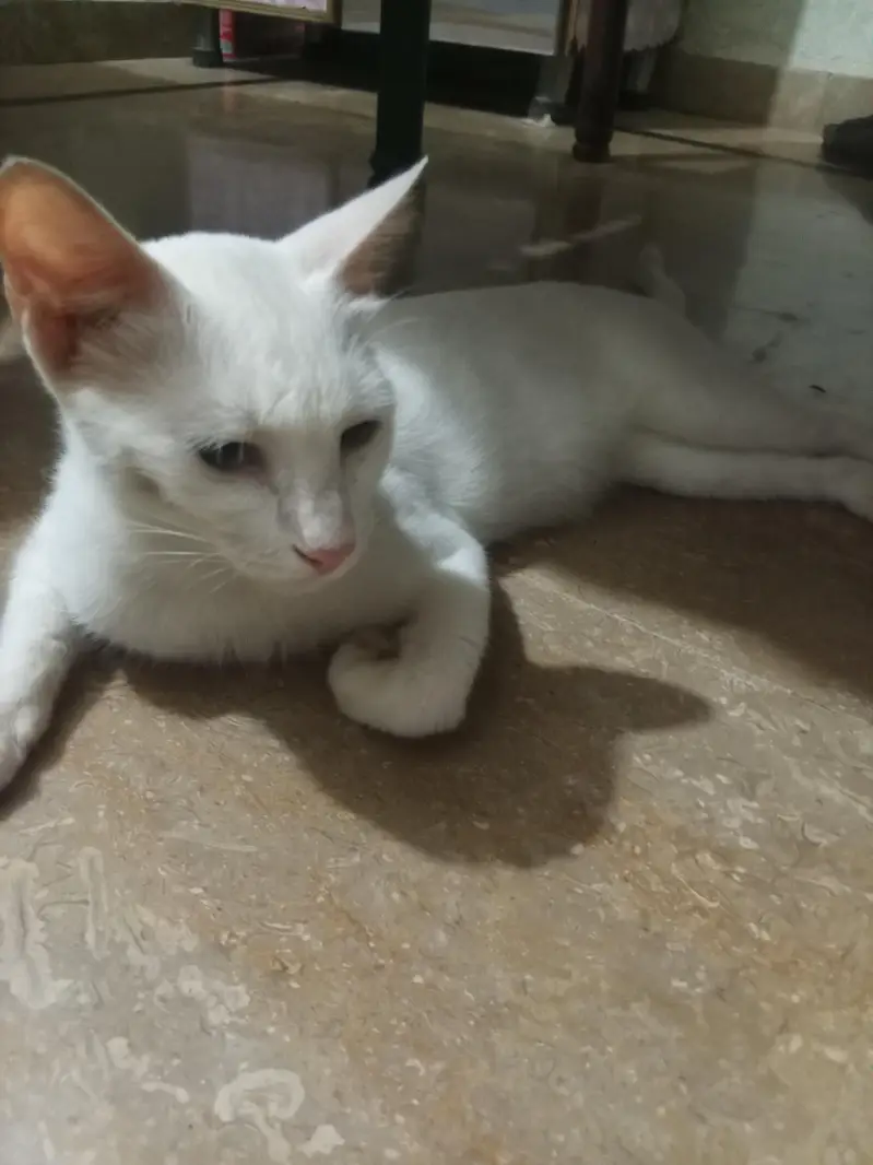 female Persian cat for sale — photo 3