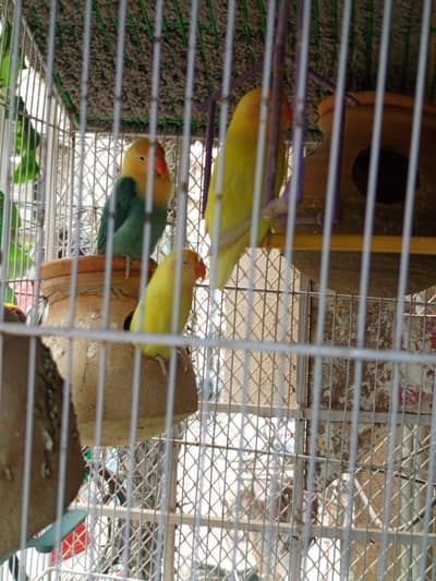 breading pair hain or masha Allah active bhi hain