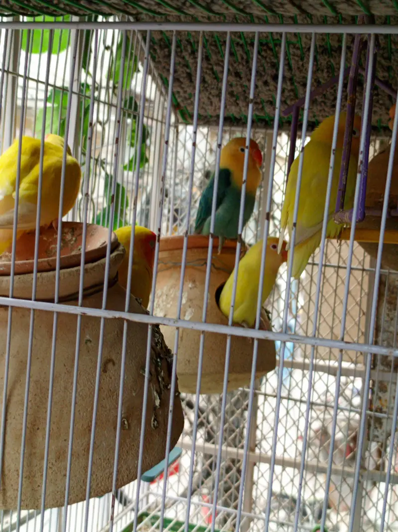 breading pair hain or masha Allah active bhi hain — photo 2