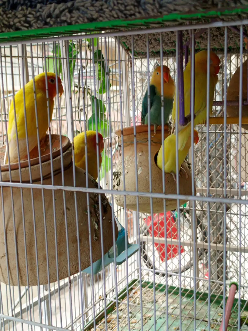 breading pair hain or masha Allah active bhi hain — photo 3