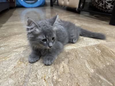 Long hair cat