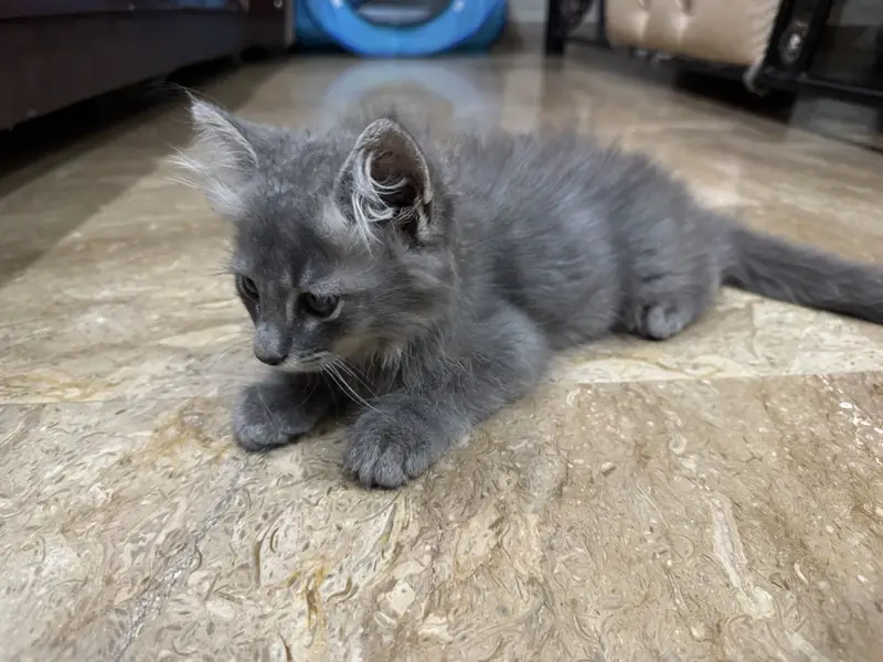 Long hair cat — photo 2