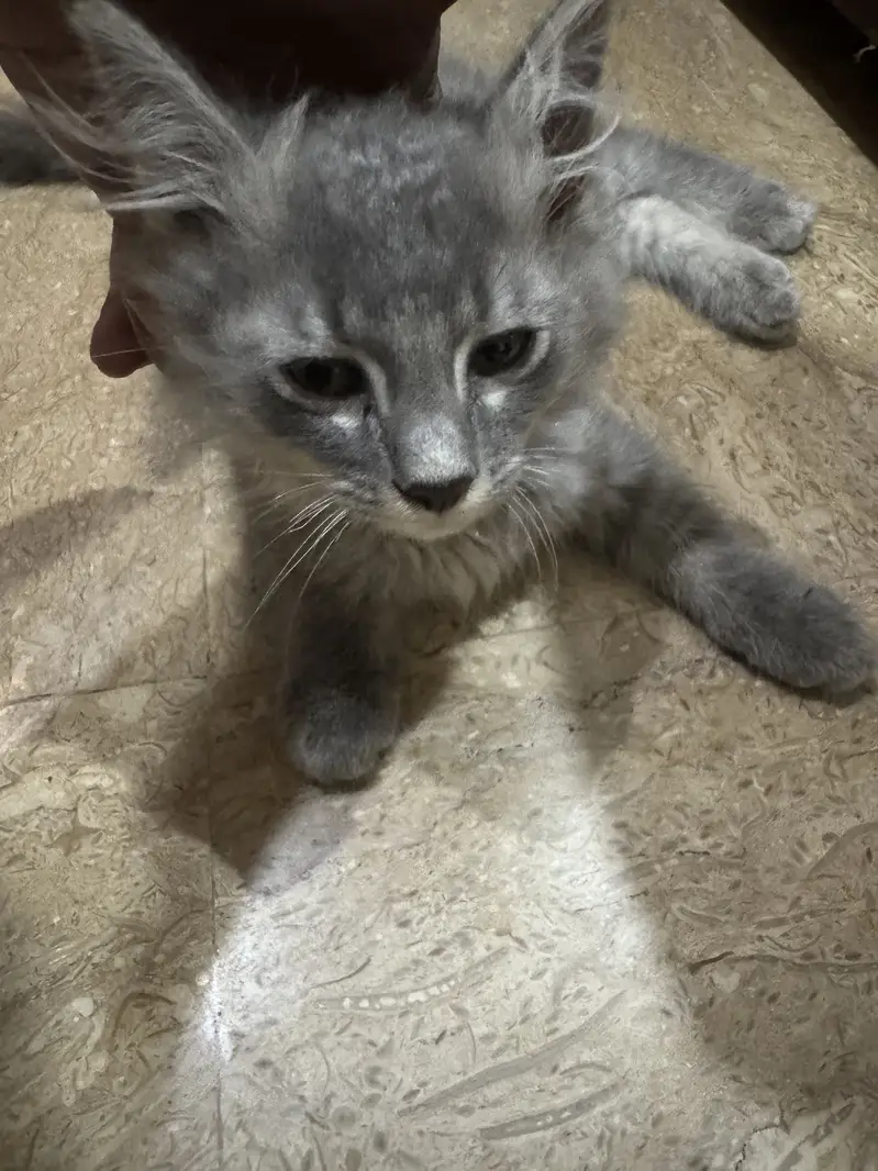 Long hair cat — photo 3