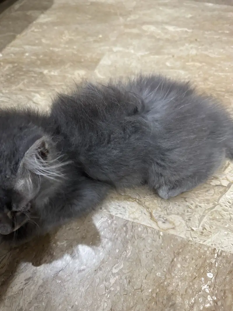 Long hair cat — photo 4