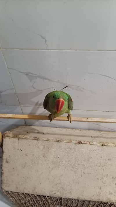 raw parrot female