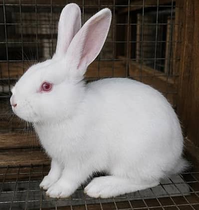 Pure Newziland white rabbits imported blodline 5kg breed