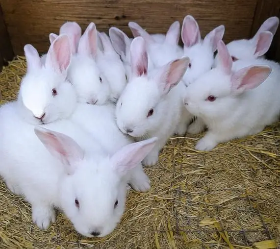 Pure Newziland white rabbits imported blodline 5kg breed — photo 2