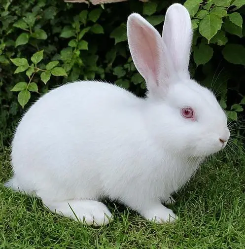 Pure Newziland white rabbits imported blodline 5kg breed — photo 3
