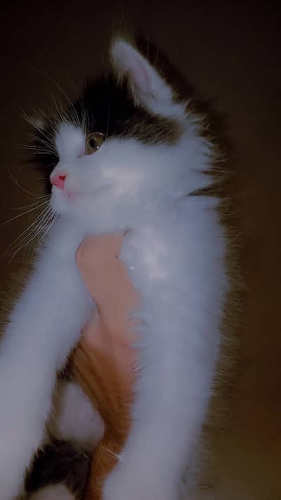 Persian cats pair