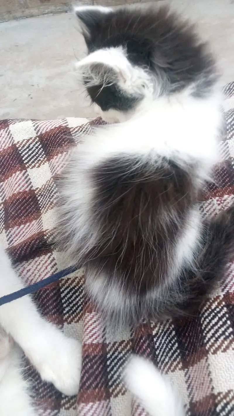 Persian cats pair — photo 2