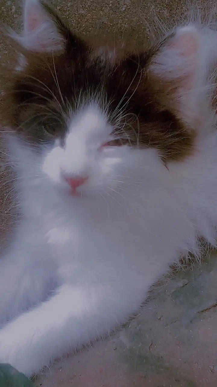 Persian cats pair — photo 3