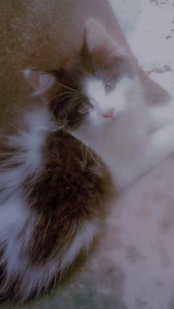Persian cats pair — photo 4