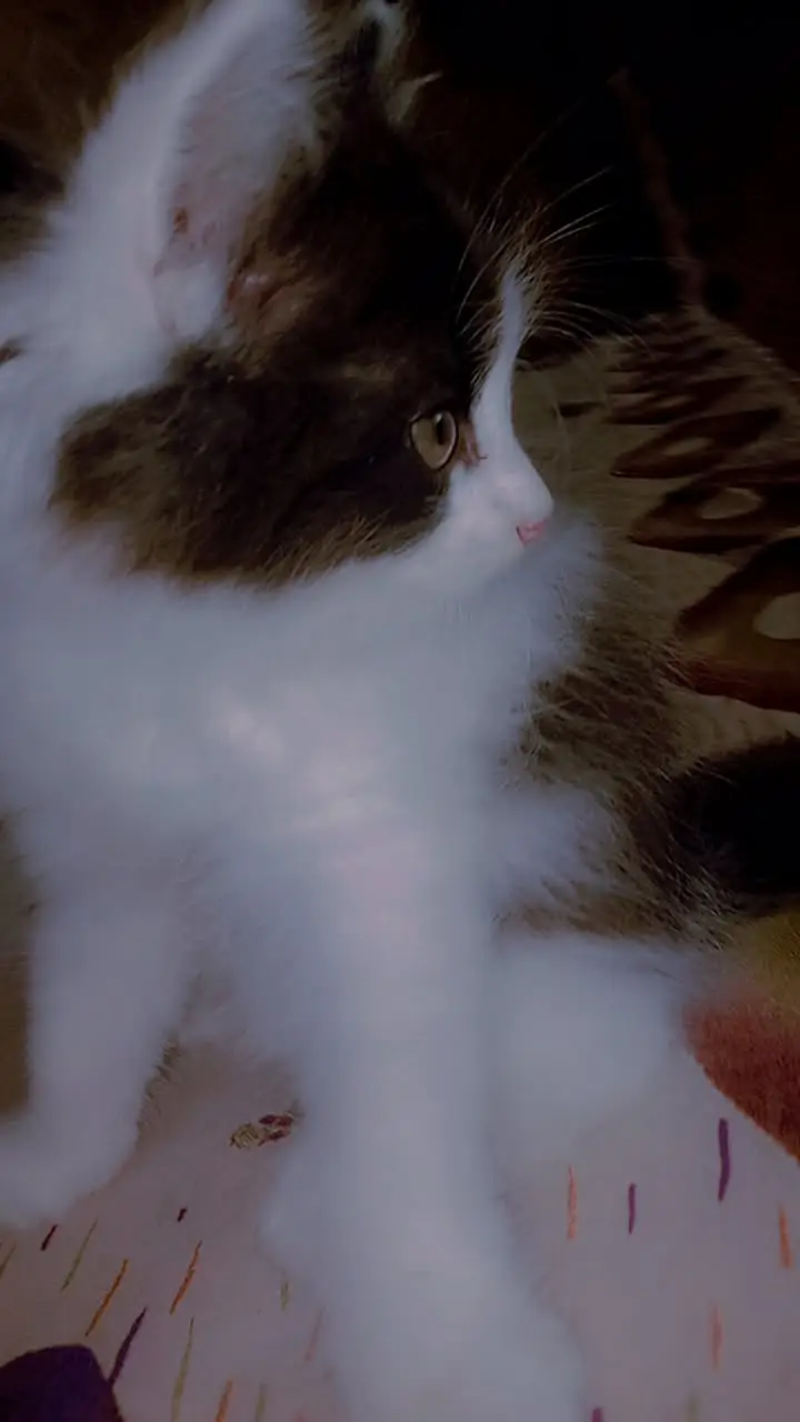 Persian cats pair — photo 5