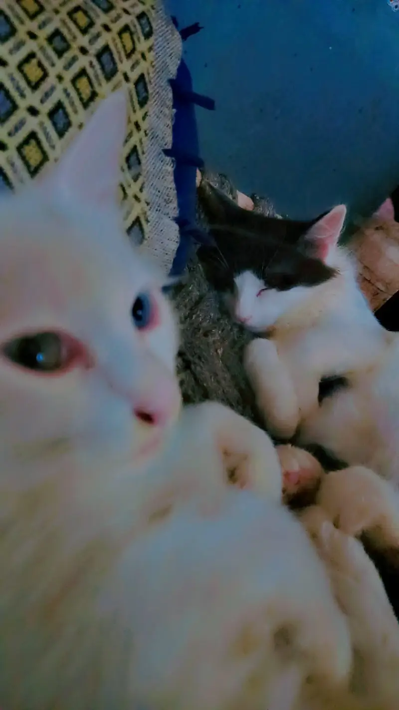 Persian cats pair — photo 7