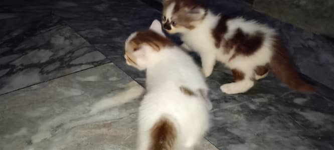 White Brown Pure Persian