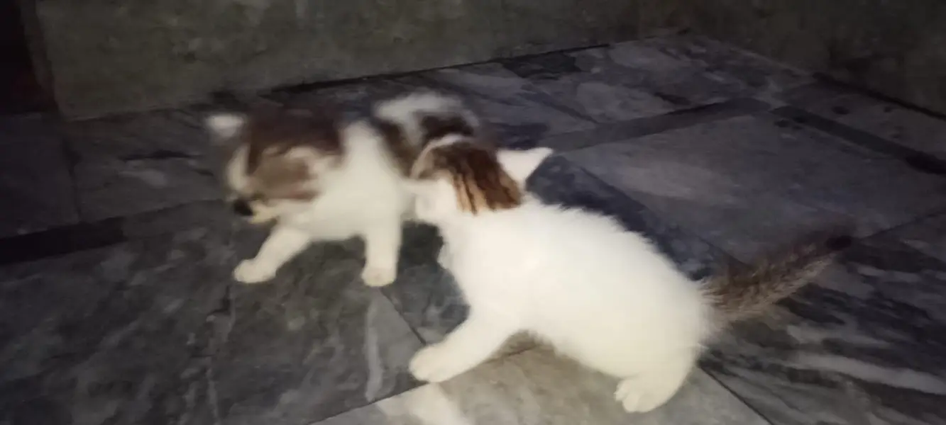 White Brown Pure Persian — photo 2