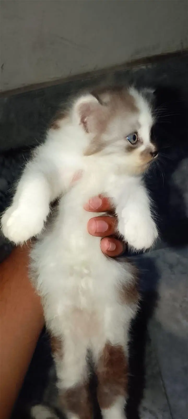 White Brown Pure Persian — photo 3
