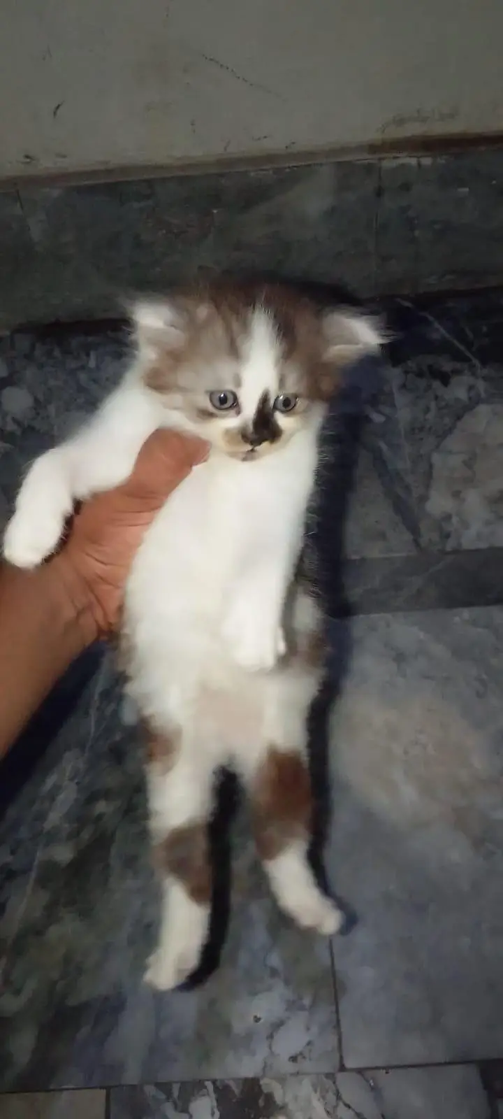 White Brown Pure Persian — photo 4